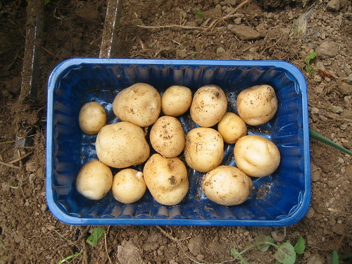 the first of the season new potatoes