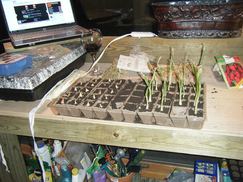 Onions planted indoors.