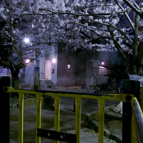 The Blossoms Come out at Night
