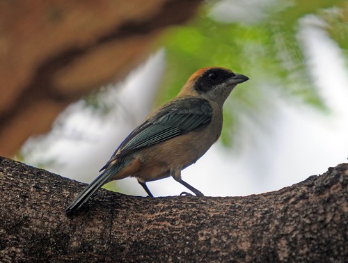Burnished buff tanager - cayana ssp.