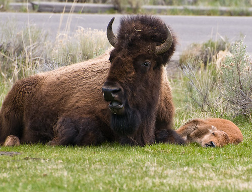 One Tuckered Bison Calf