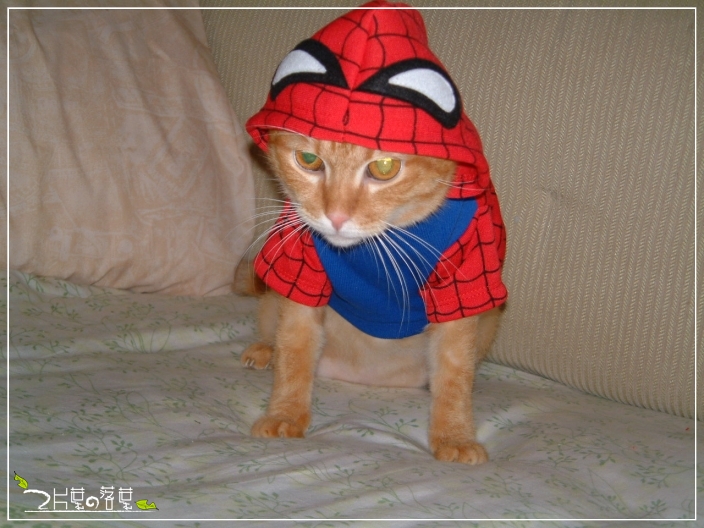 Spider-Cat_03.jpg