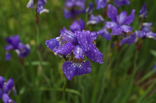 Rainy Day Garden - Japanese Iris