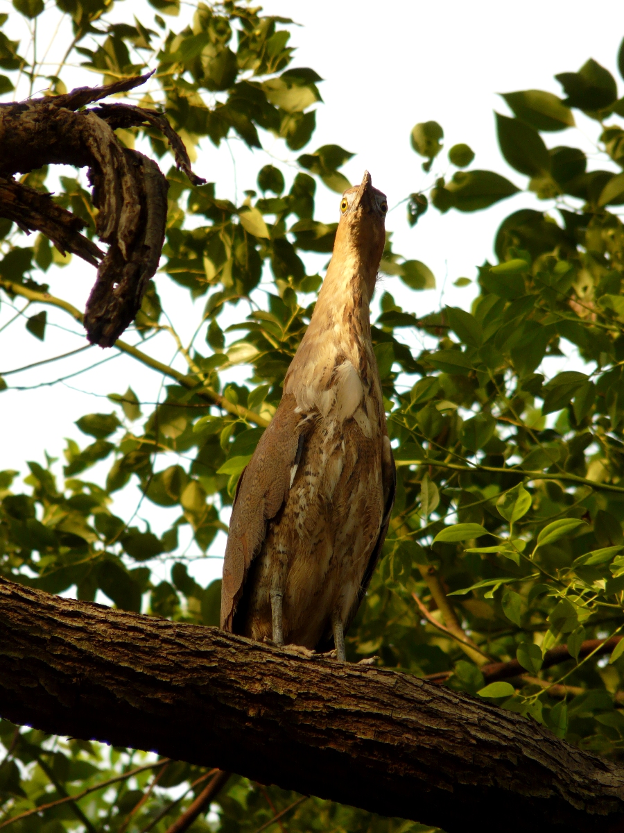 Malayan Night Heron (Gorsachius melanolophus) - 黑冠麻鷺
