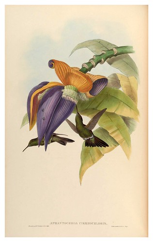 007-An introduction to the Trochilidae or family of humming-birds- Vol 2- 1861-John Gould