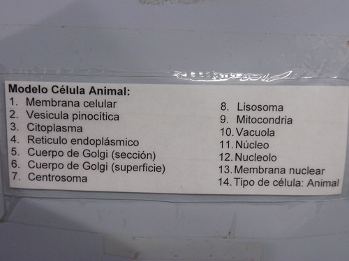 celula animal y celula vegetal. house celula animal y celula