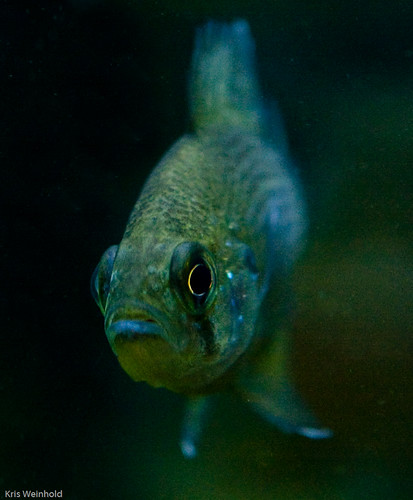 Bluespotted Sunfish