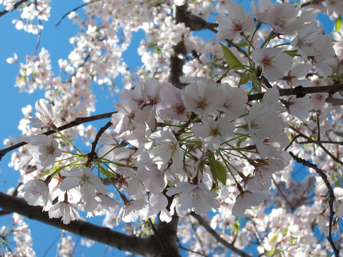yoshino cherry tree pictures. Yoshino Cherry Tree Blossoms