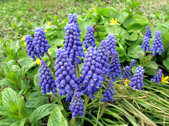 Purple Wildflower (Click to enlarge)