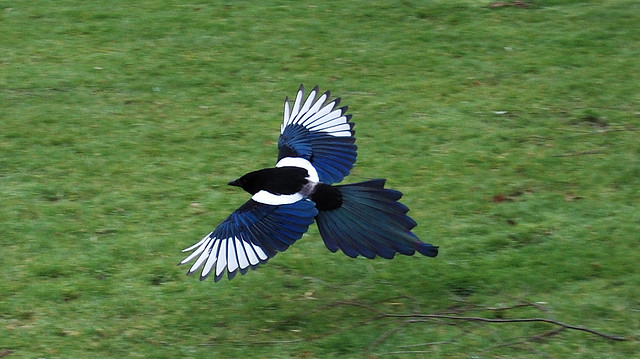 magpie in flight. I've been trying to capture one of these in flight for a 