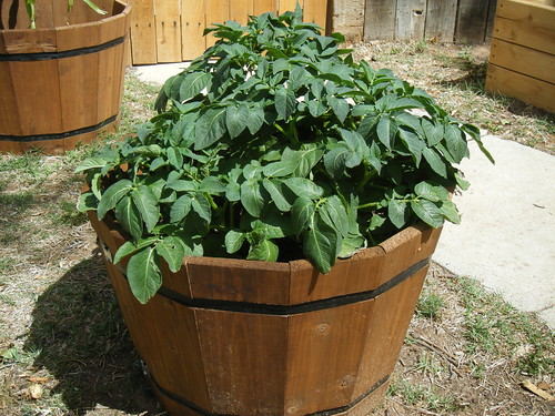 Growing Potatoes At Home In A Barrel
