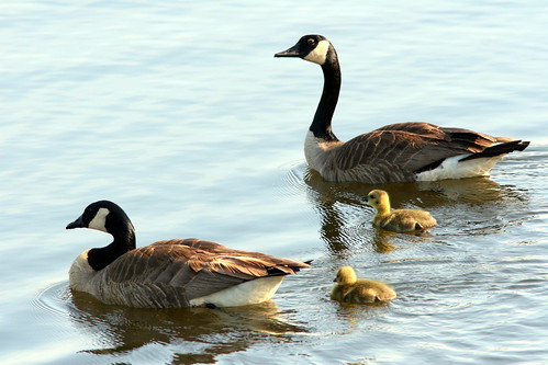 Canada Goose Family 20090510