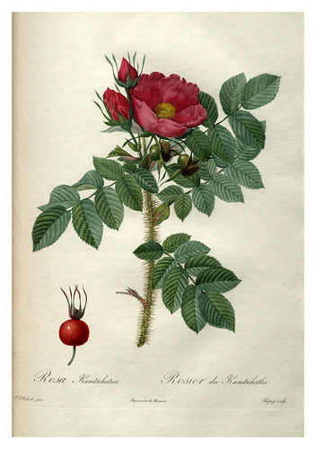 005-Les roses 1817-1824- Pierre-Joseph Redouté
