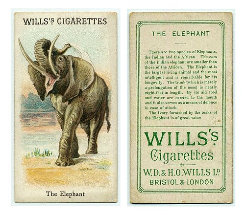 014-The Elephant. (ca. 1893-1902) 