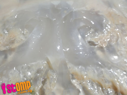 The Lazy Lizards Tales: Giant jellyfish seen at Pasir Ris