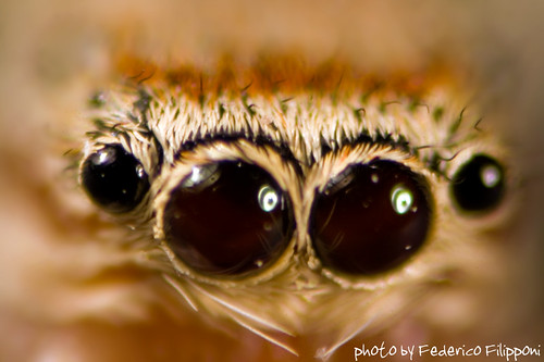 Spider eyes