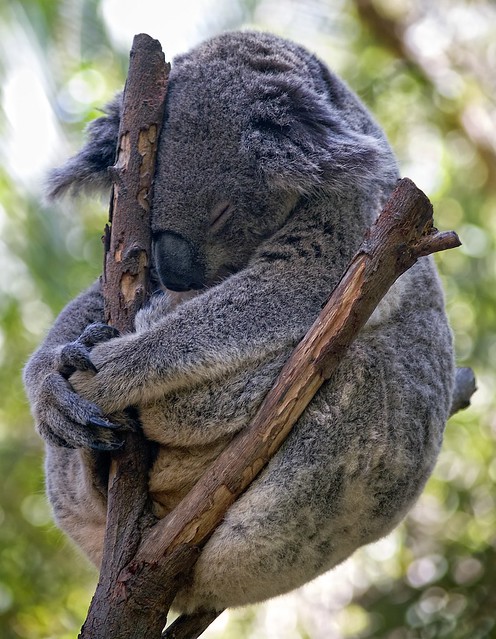 Koala Meditating (The ultimate koala photo?)