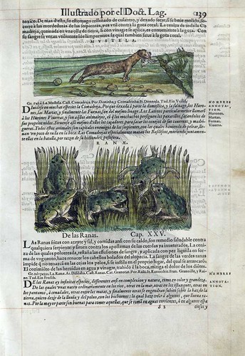 009-Las ranas- Pedacio Dioscorides Anazarbeo 1555