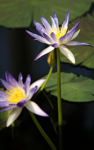 Kew-Gardens---mauve-water-lily