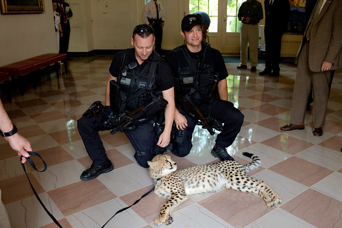Security guards pet a Cheetah that animal expert Jack Hanna and his trainers brought to the White House, May 13, 2009.