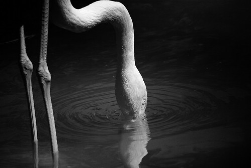 Drinking Flamingo (black&amp;white)