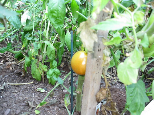 Ripening Tomato