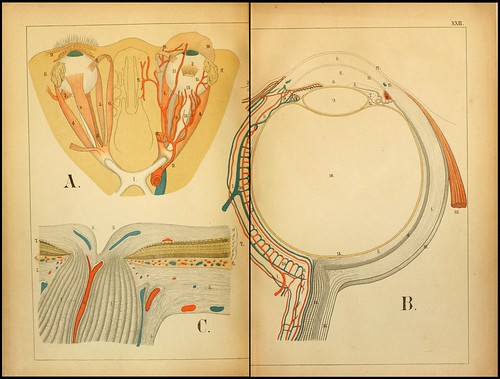 An atlas of Anatomy (FF Miller, 1879) c