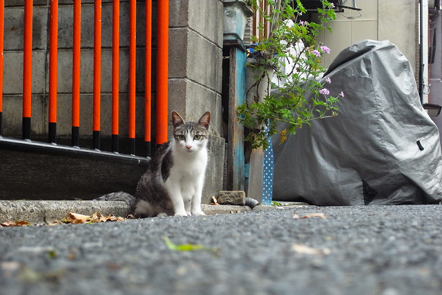 Today's Cat@2011-05-17