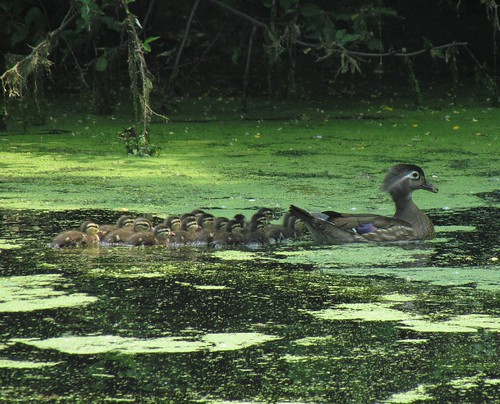 Mama Wood Duck and 17 Ducklings