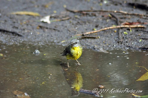 154-365 Eastern Yellow Robin after a bath