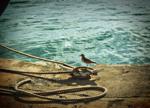 bird on anchor by you.