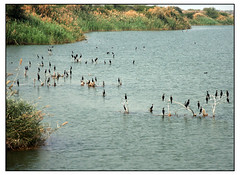 Flock of little cormorant (જળ કાગડો) (by Lalwani Rajesh)