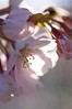 桜のマクロ
