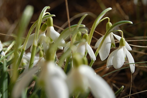 Little white drops of snow (copyright Hanna Andersson)