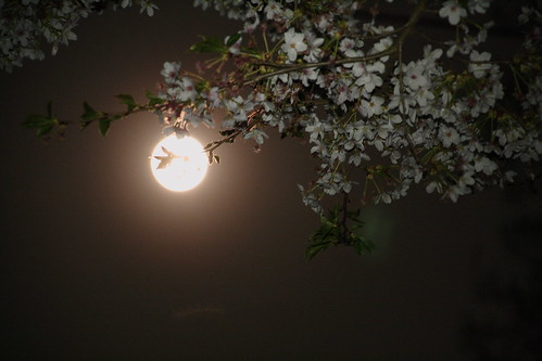 Full Moon & Sakura