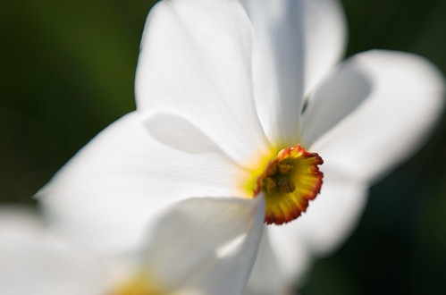daffodil macro