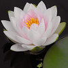 flor de loto bellisima