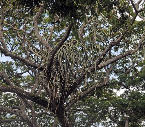 epiphytic cactus