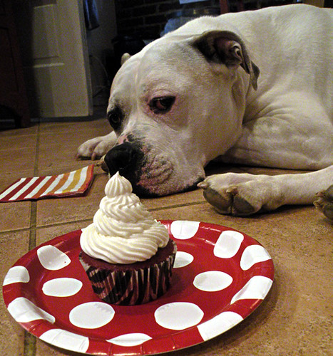 Layla and the Mam Papaul's Red Velvet Cupcakes with Cream Cheese Frosting