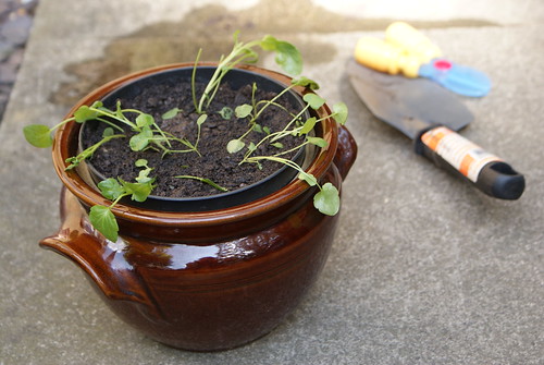New plant pot