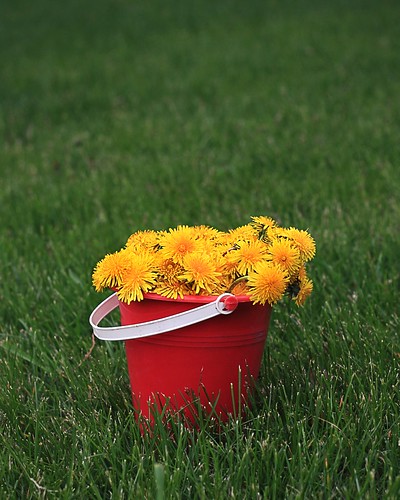 フリー写真素材|花・植物|キク科|タンポポ|黄色の花|
