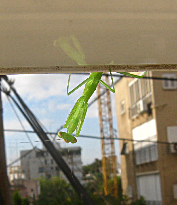 24-05-2010-grasshopper6