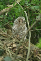 Tawny Owlet post rescue