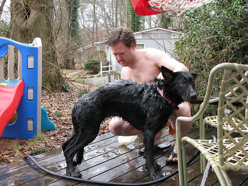 Bathing dog in January