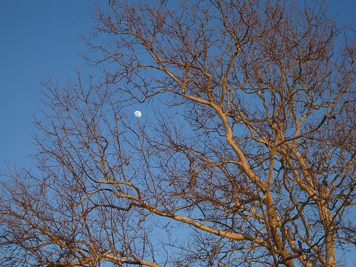 Moon in Branches