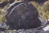 130 mya troncos fósiles km55 Conococha-Yanacancha - Perú