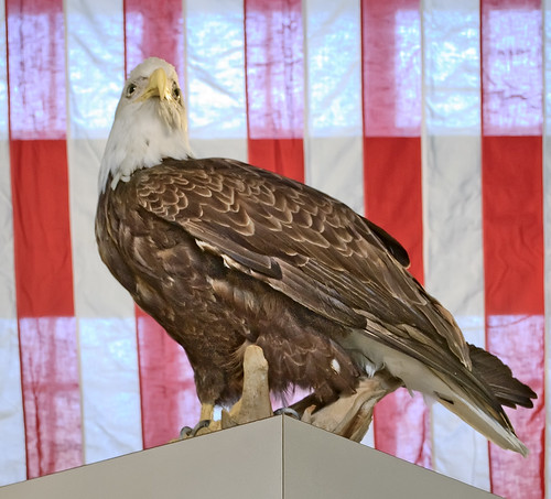Pere Marquette State Park, in Grafton, Illinois, USA - mounted bald eagle