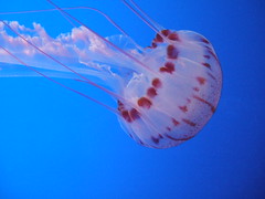 Peach Jellyfish