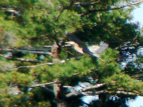great blue heron taking off