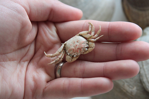 bitty little crab
